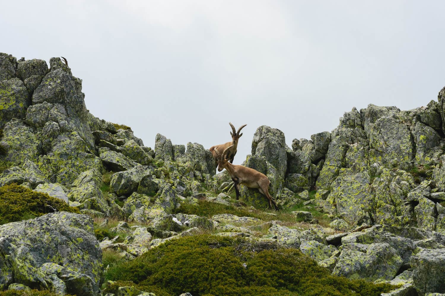 High Altitude Wilds